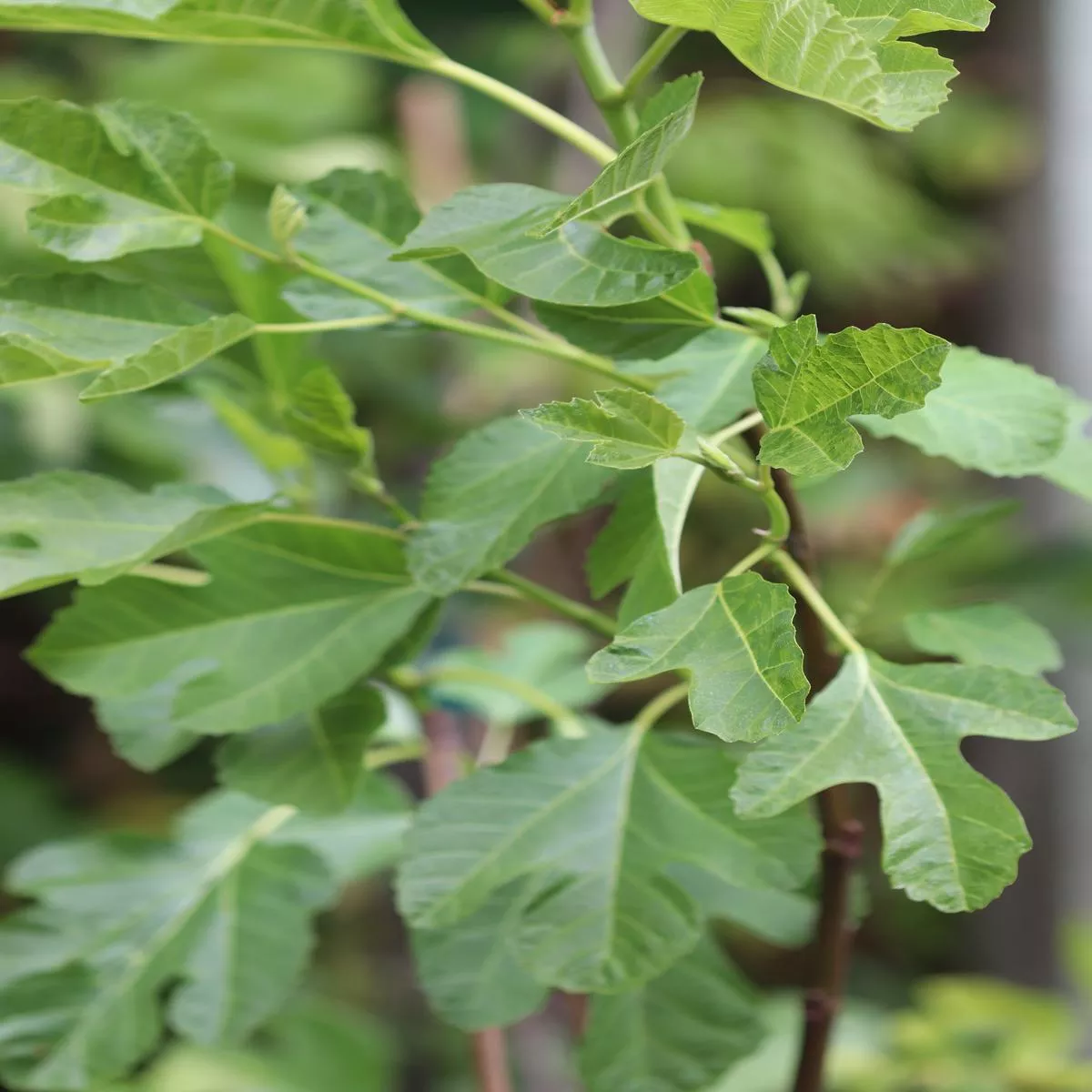 *RETAIL – Ficus carica’Alma ’