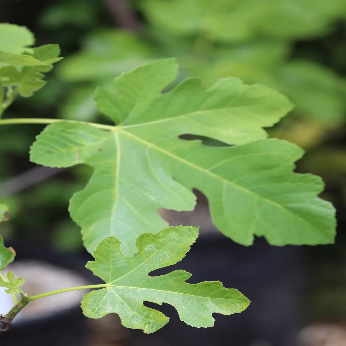 *RETAIL – Ficus carica’Celeste ’