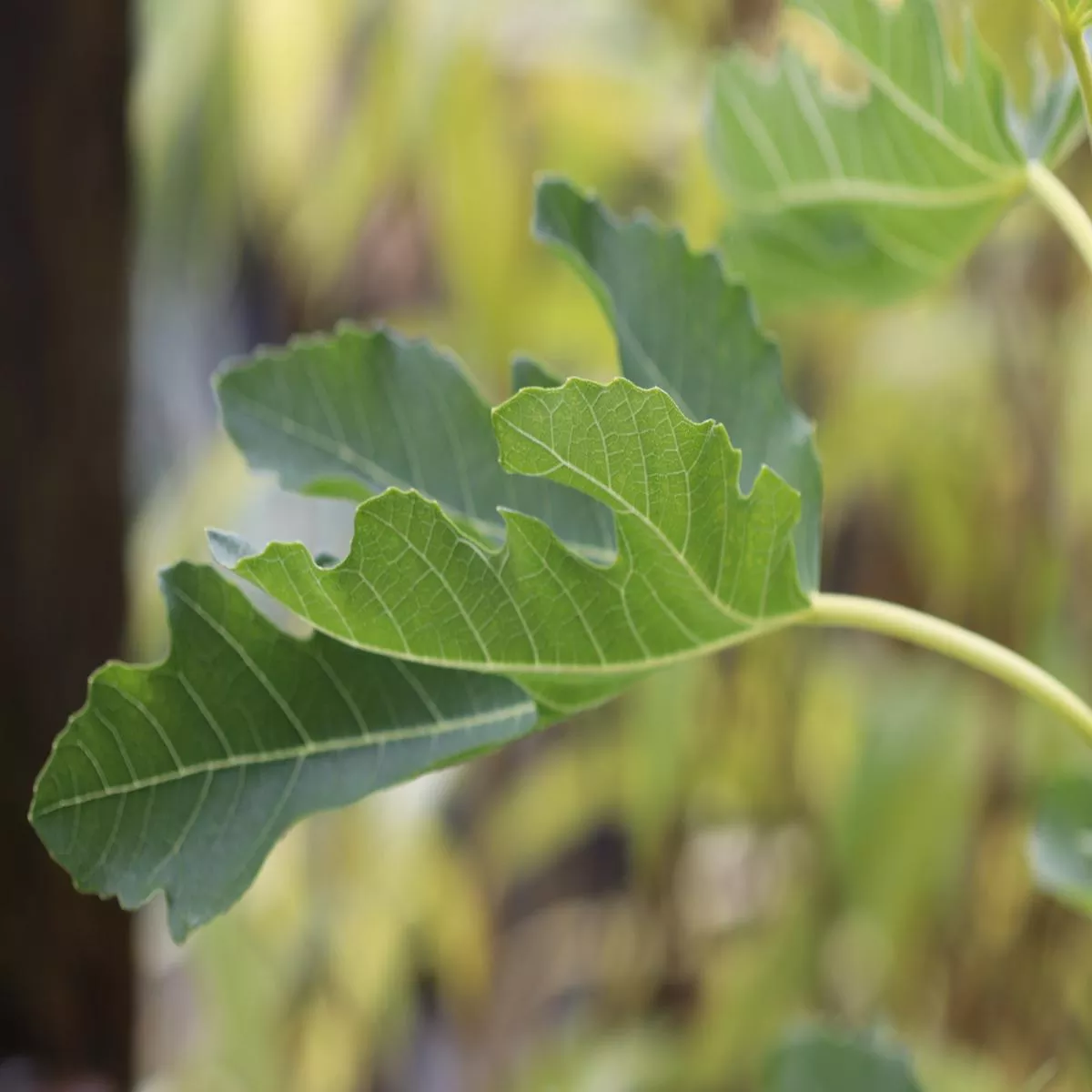 *RETAIL – Ficus carica’Petite Negra ’