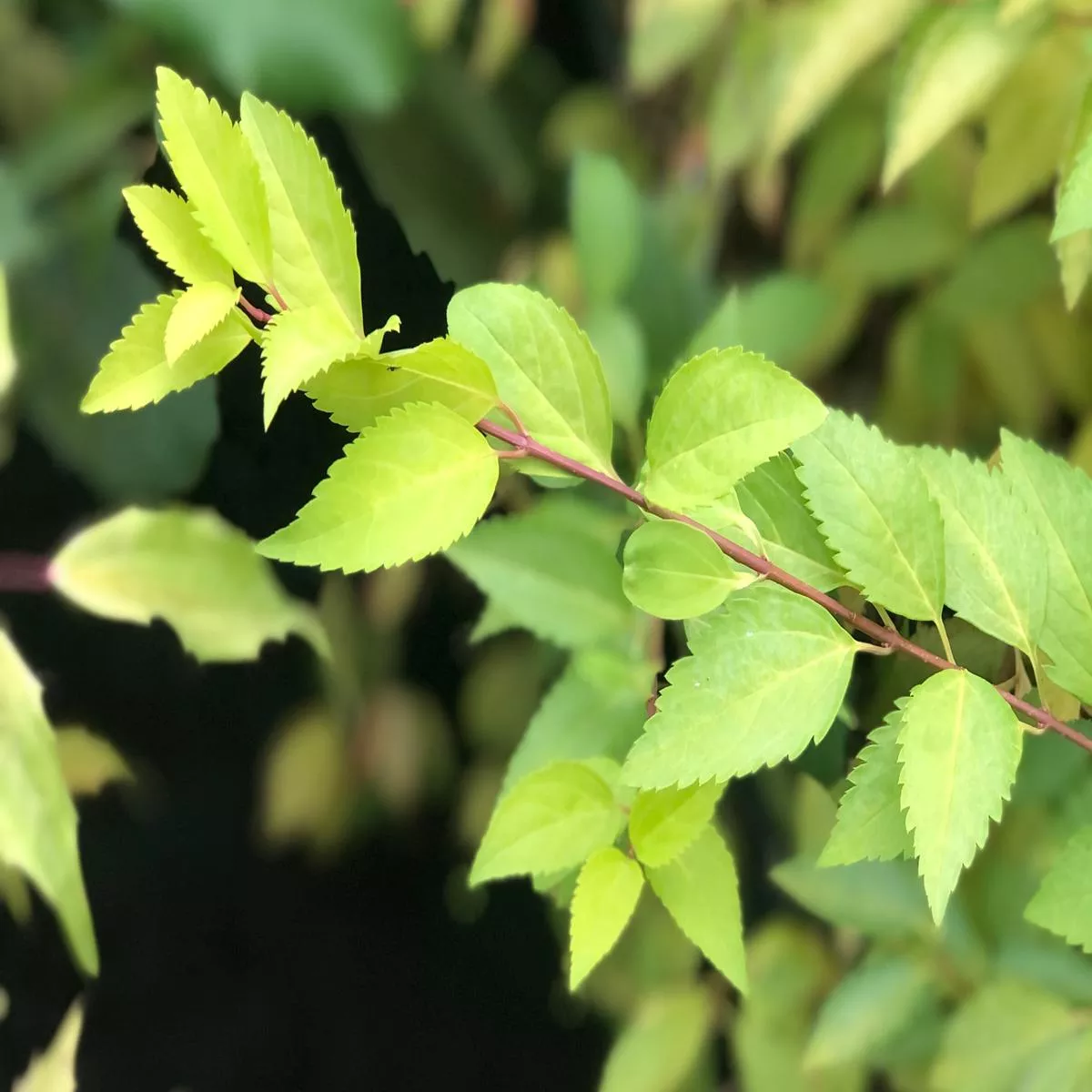 *RETAIL – Forsythia x intermedia’Gold Leaf ’