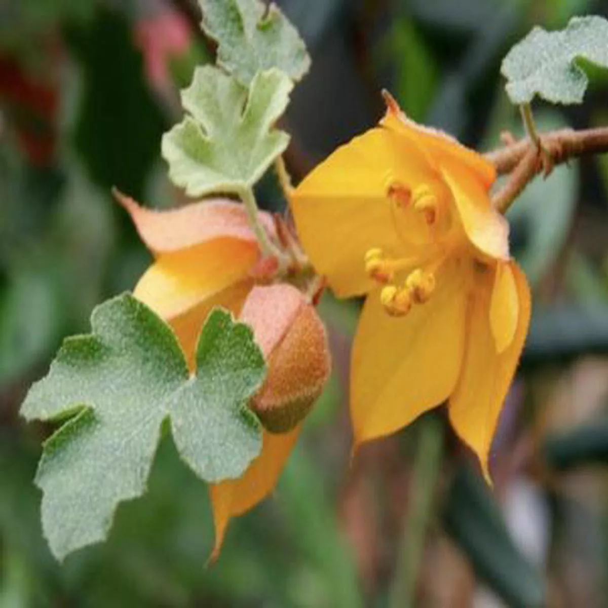 *RETAIL – Fremontodendron’Pacific Sunset ’