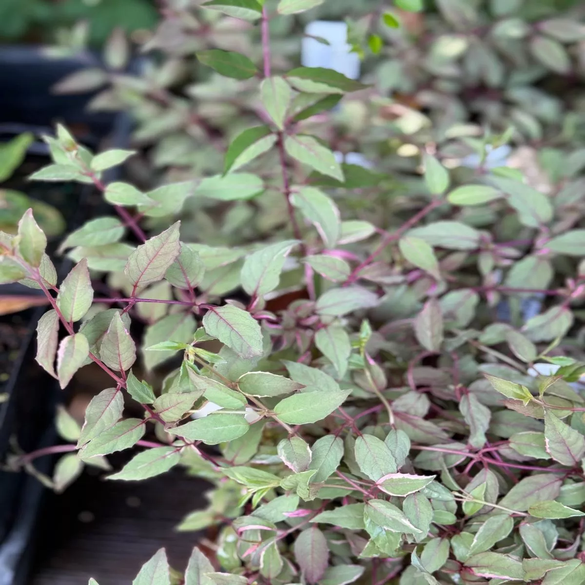 *RETAIL – Fuchsia magellanica’Tricolor ’