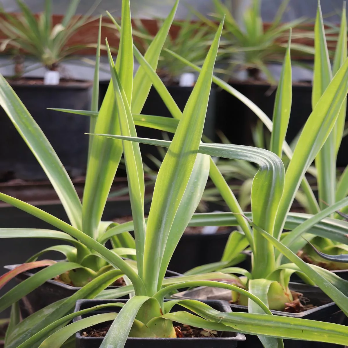 *RETAIL – Furcraea bedinghausii