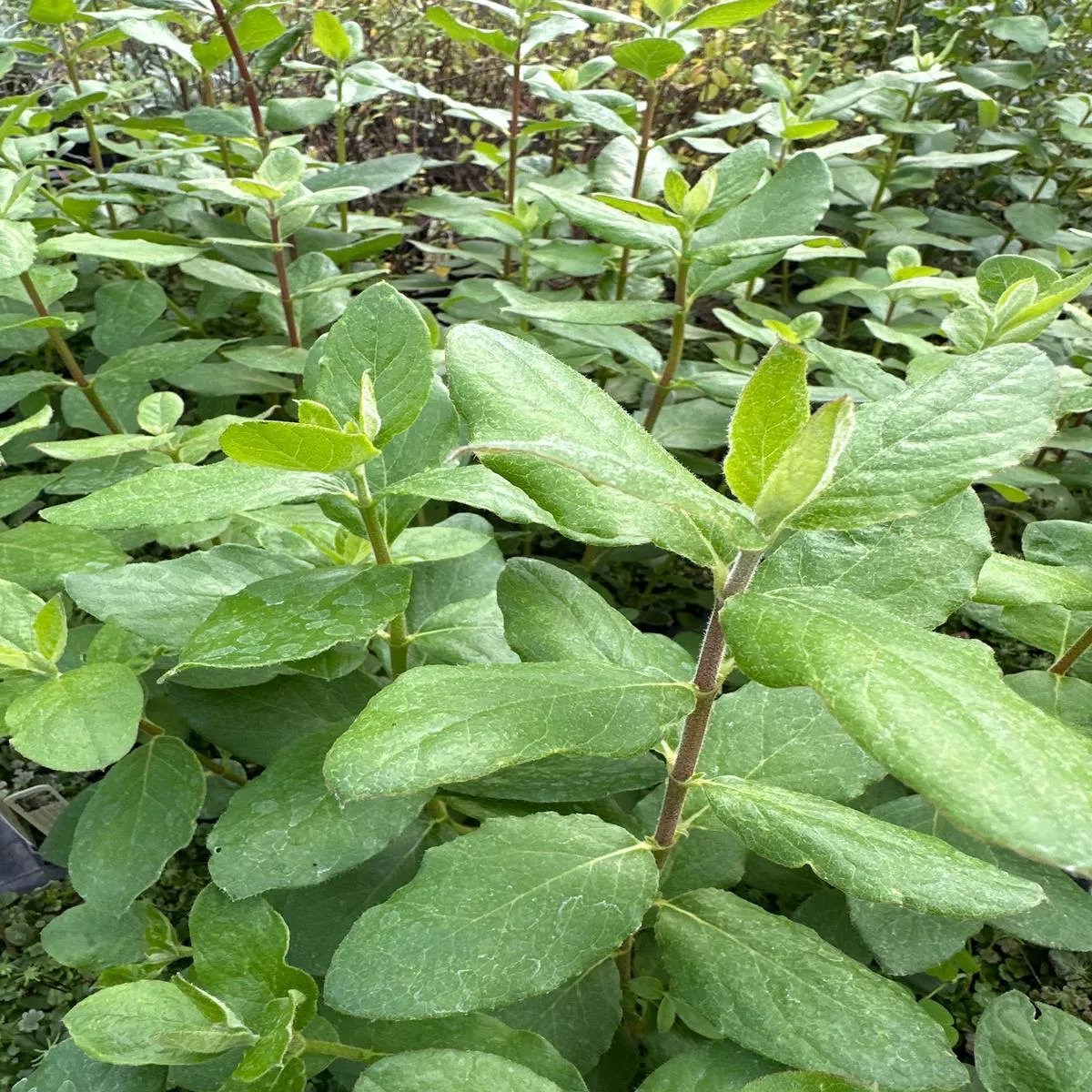 *RETAIL – Garrya elliptica