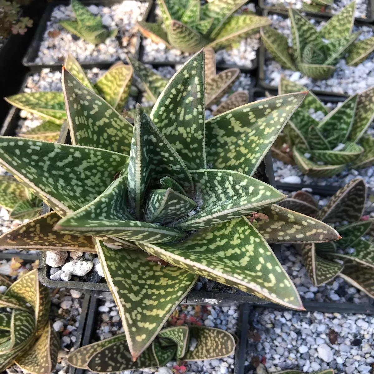*RETAIL – Gasteraloe – hybrid