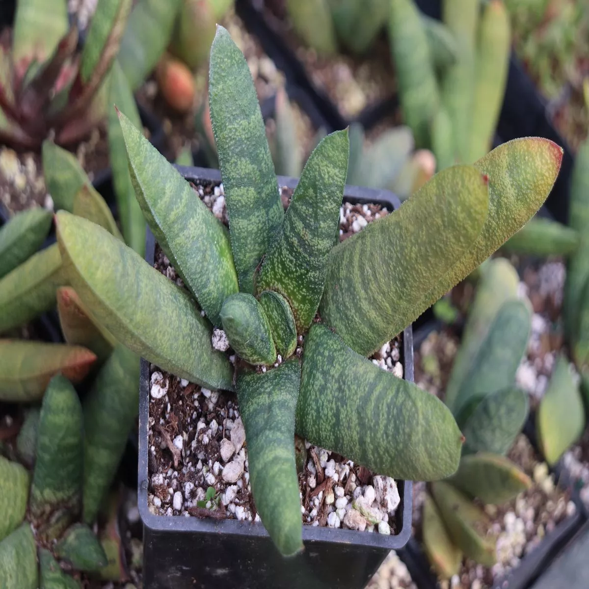 *RETAIL – Gasteria baylissiana