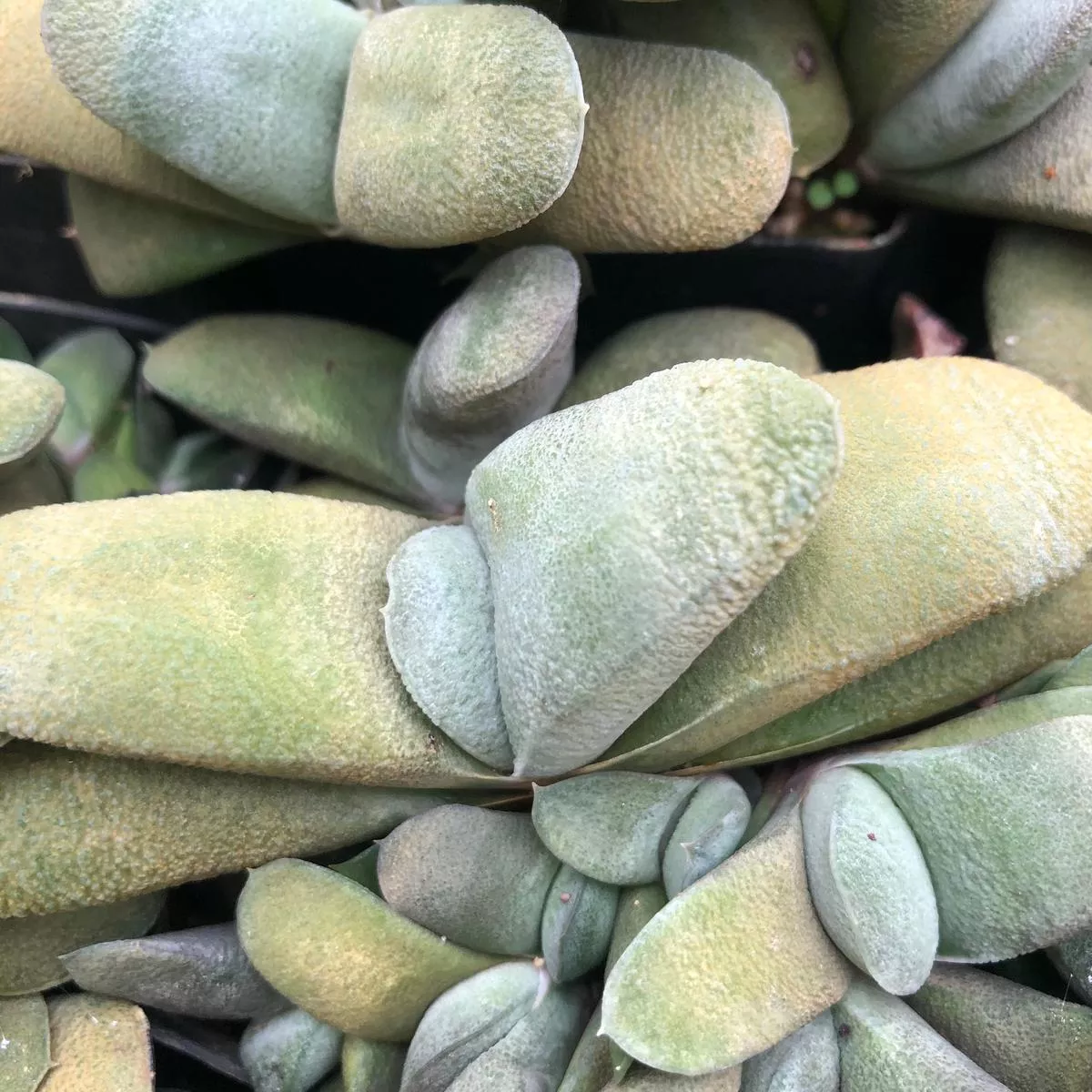 *RETAIL – Gasteria glomerata