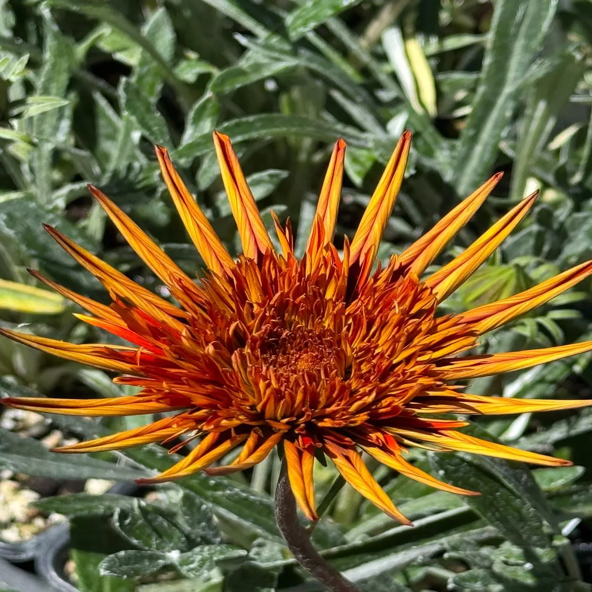 *RETAIL – Gazania’Katua ’