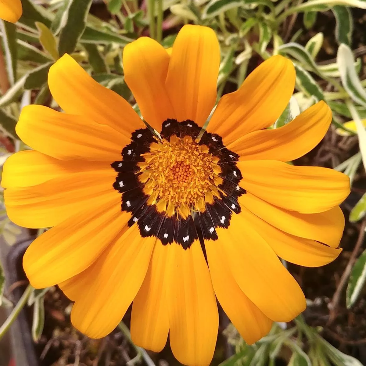 *RETAIL – Gazania rigens’Variegata ’
