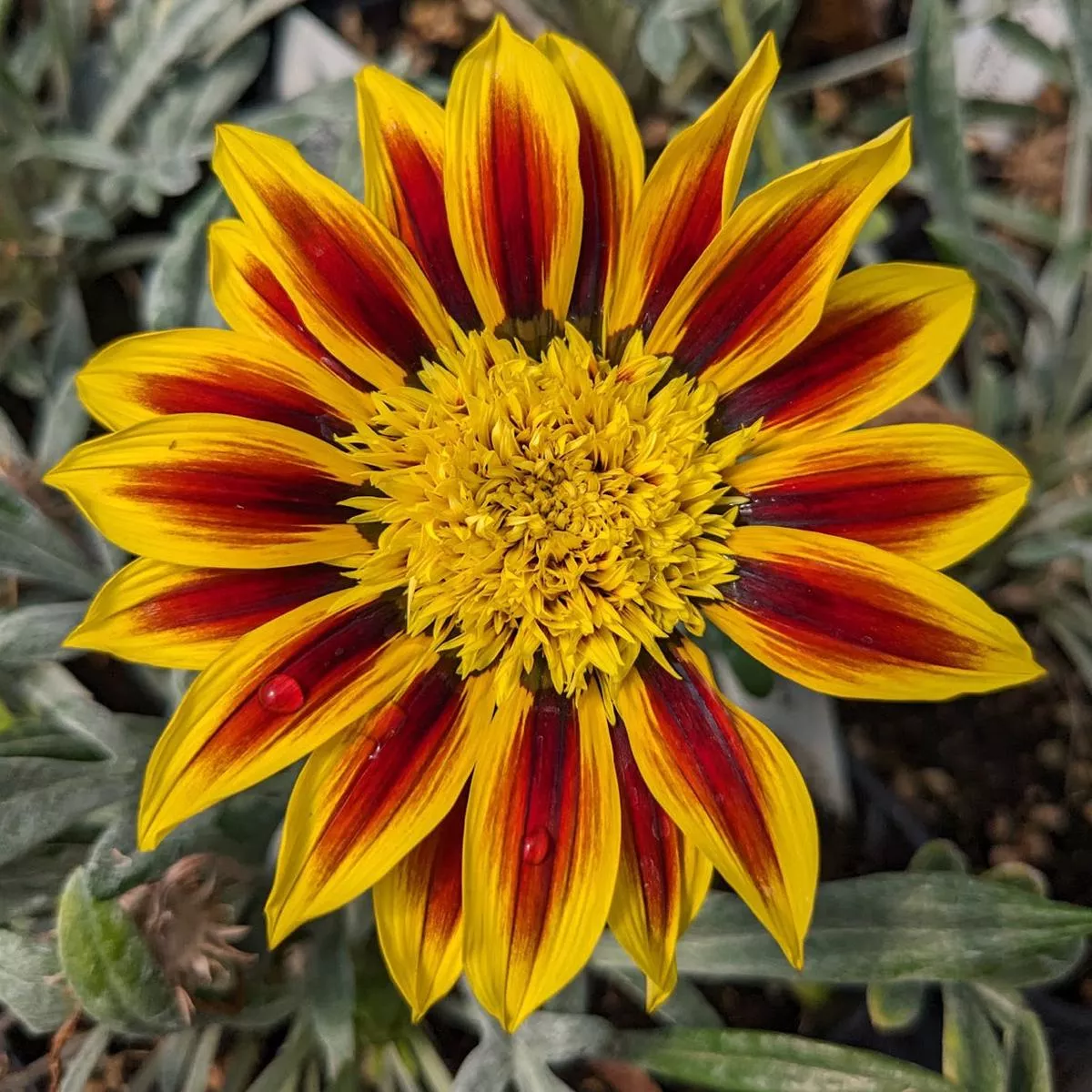 *RETAIL – Gazania’Totonaca ’
