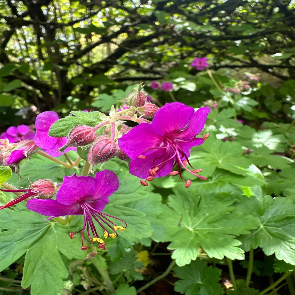 *RETAIL – Geranium macrorrhizum’Bevan ’s Variety ’