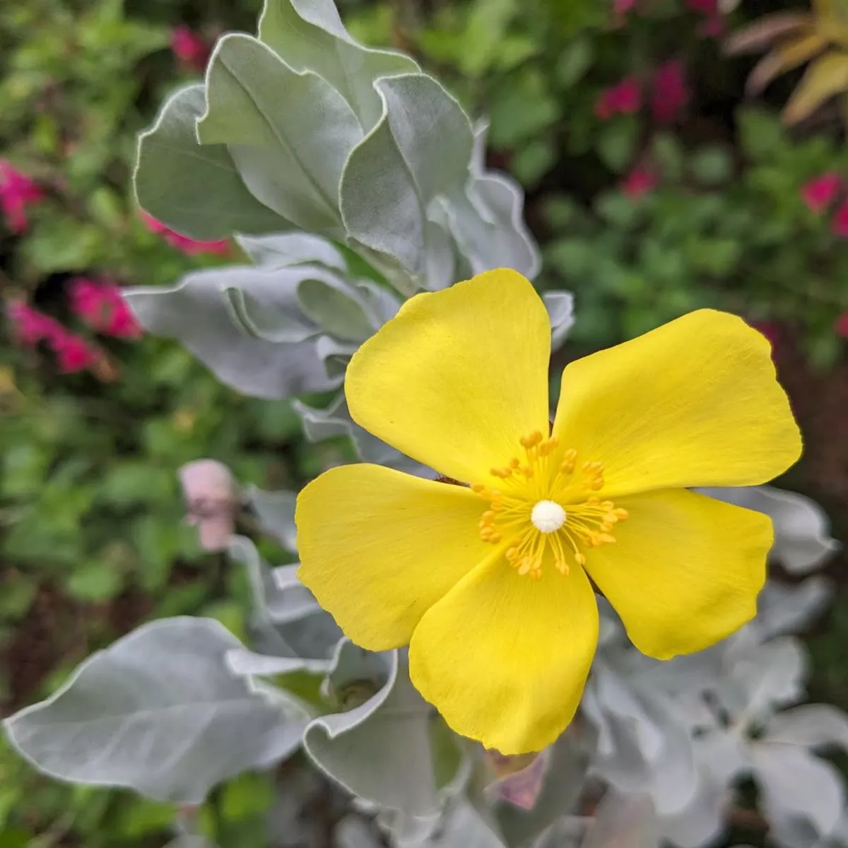 *RETAIL – Halimium atriplicifolium
