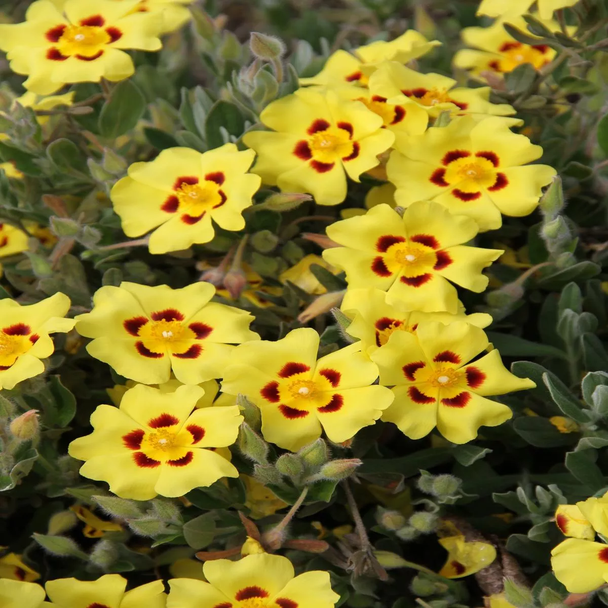 *RETAIL – Halimium lasianthum’Sandling ’
