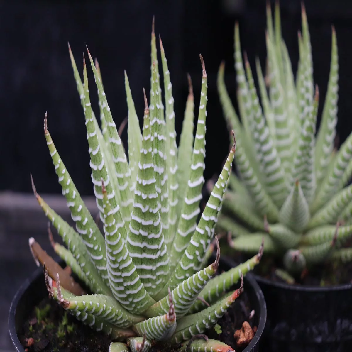 *RETAIL – Haworthia’Lemon Ghost ’