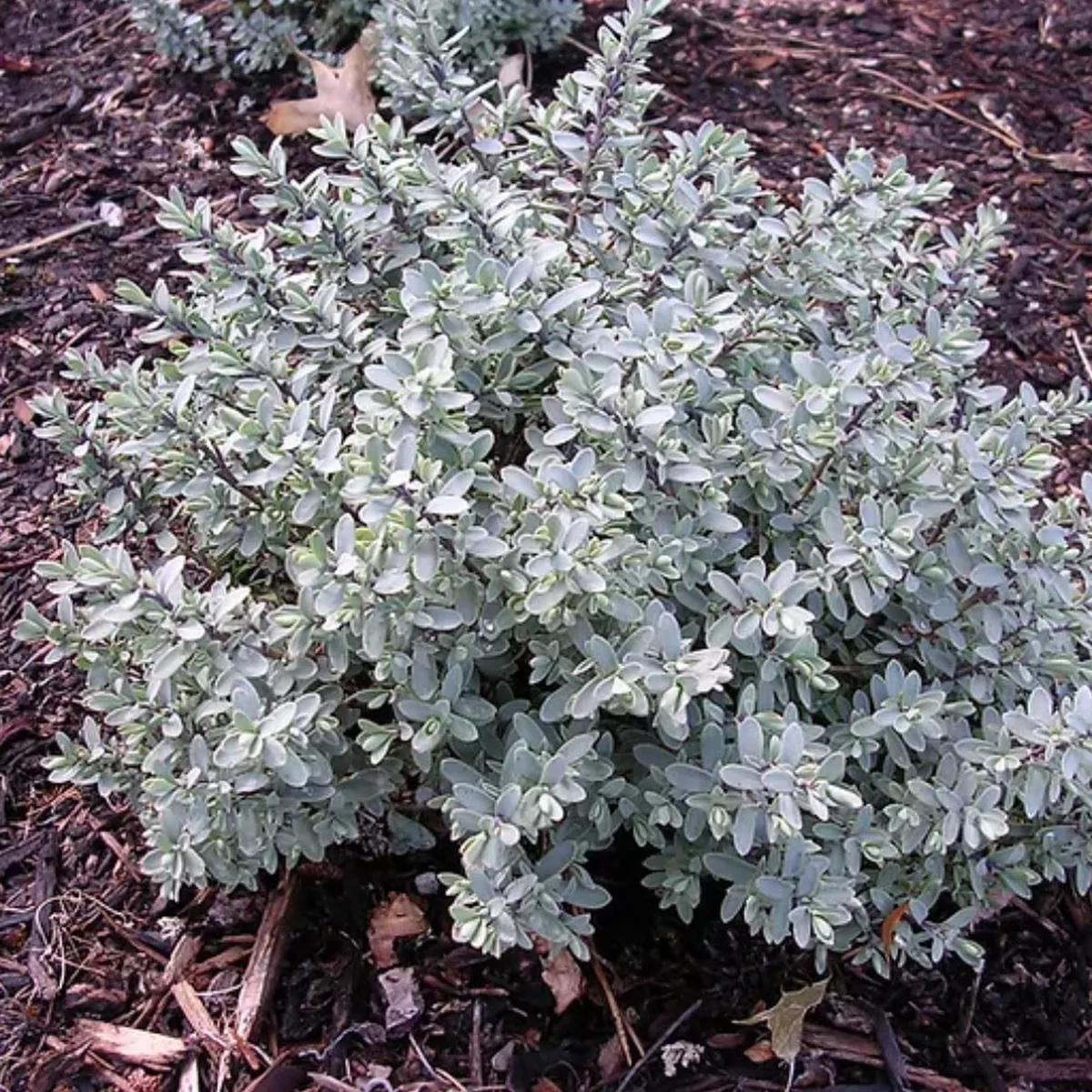 *RETAIL – Hebe pinguifolia’Pagei ’