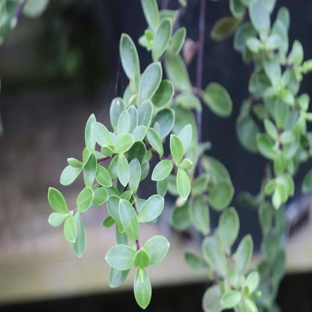 *RETAIL – Hebe repens