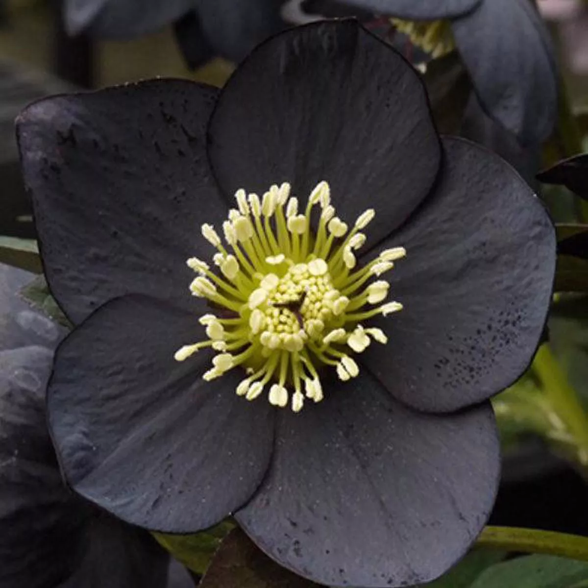 *RETAIL – Helleborus x’Black Diamond ’