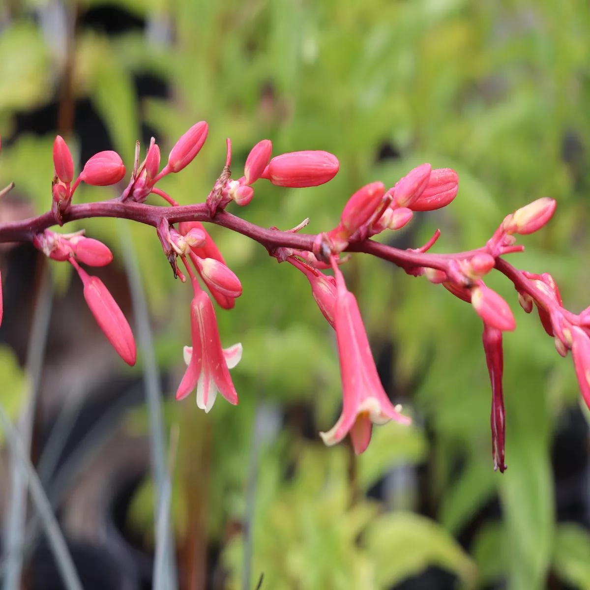 *RETAIL – Hesperaloe parviflora