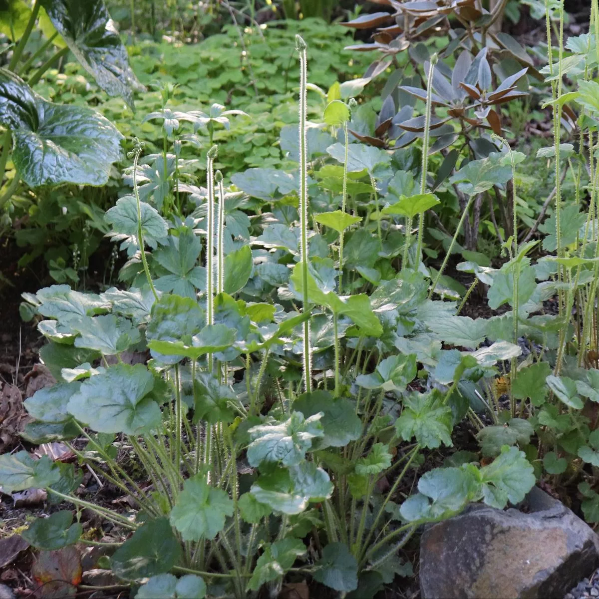 *RETAIL – Heuchera chlorantha