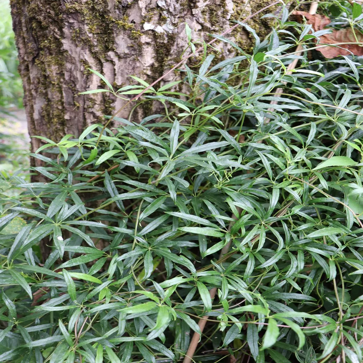 *RETAIL – Holboellia angustifolia