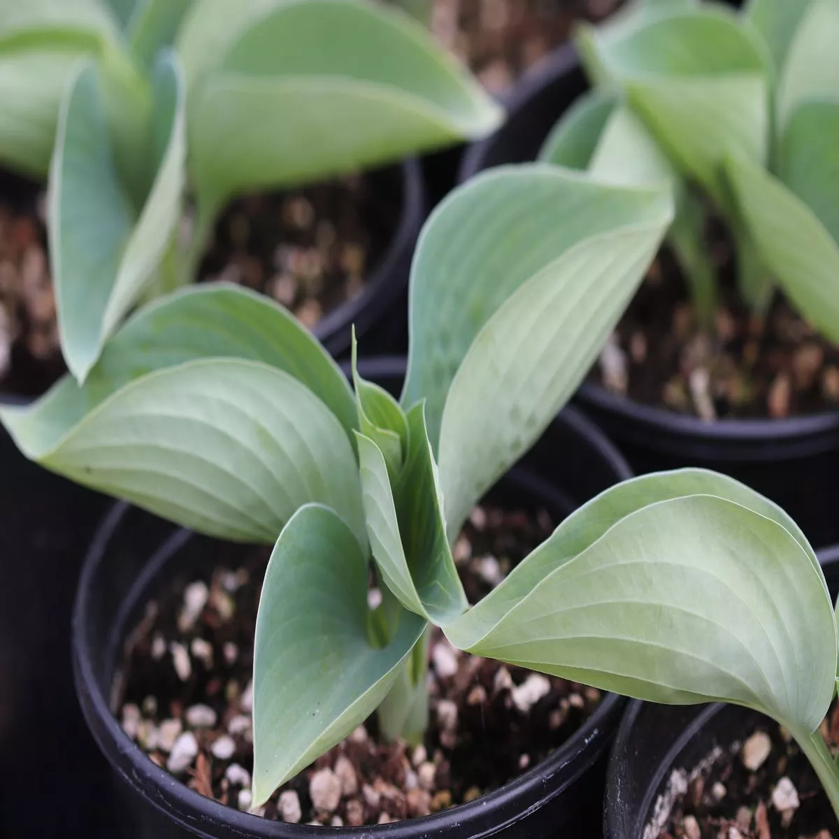 *RETAIL – Hosta’Albiqua Drinking Gourd ’
