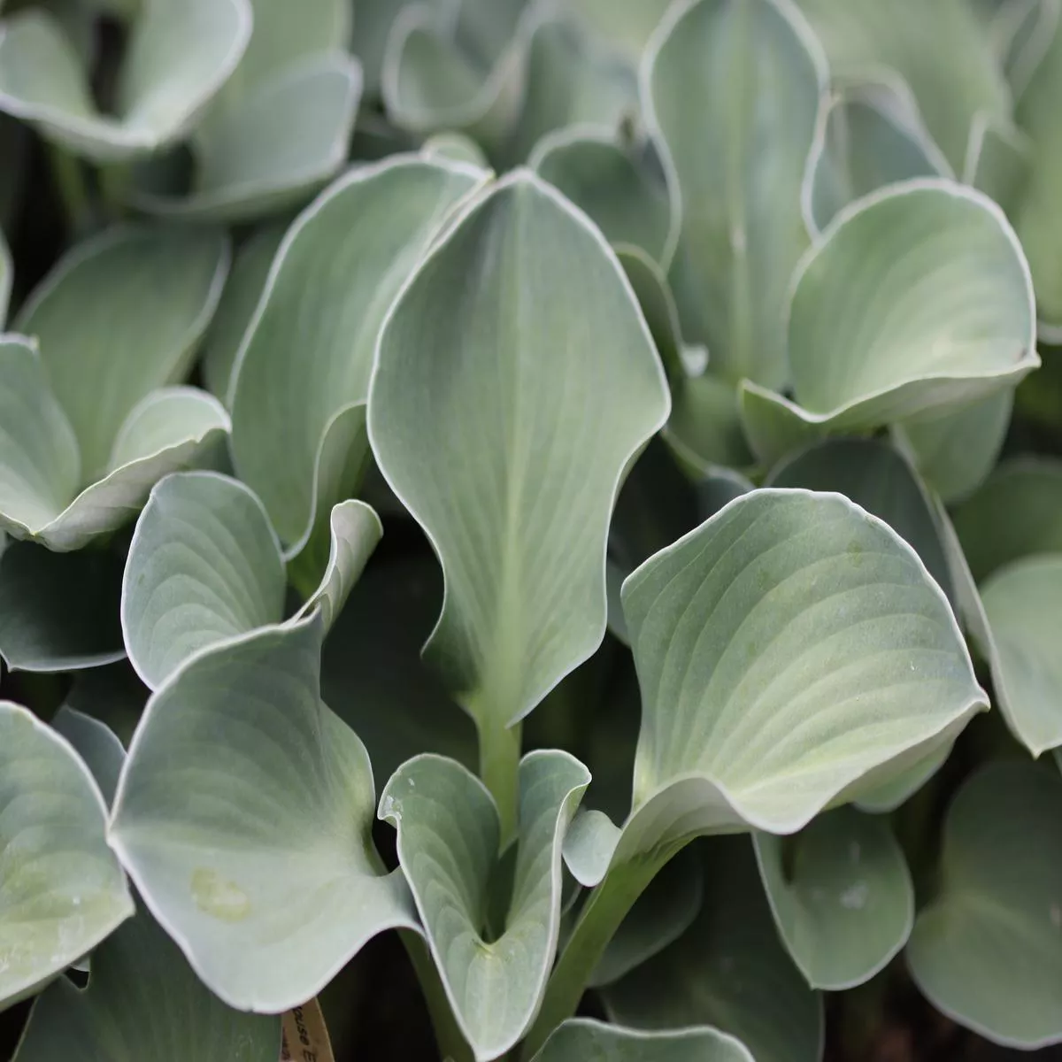 *RETAIL – Hosta’Blue Mouse Ears ’