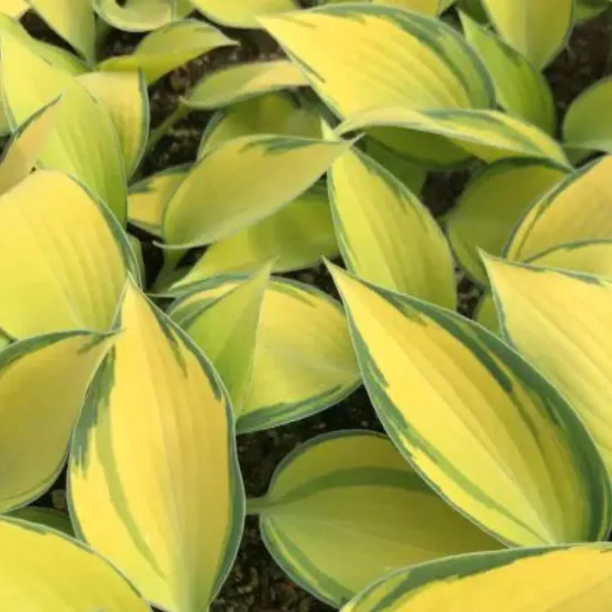 *RETAIL – Hosta’June ’