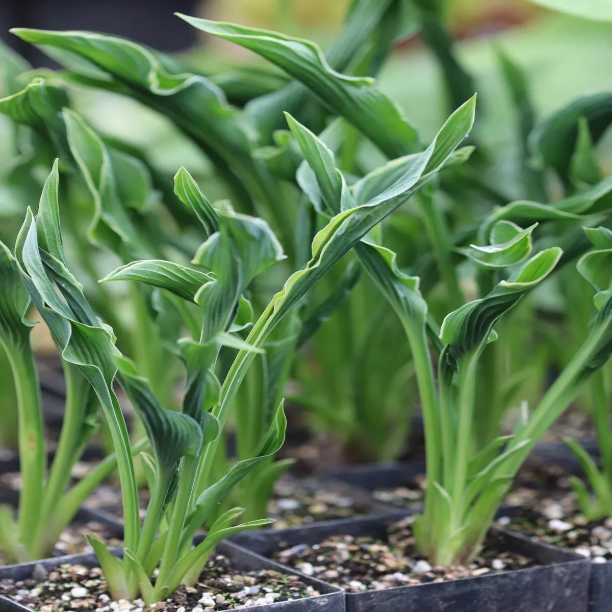 *RETAIL – Hosta’Praying Hands ’