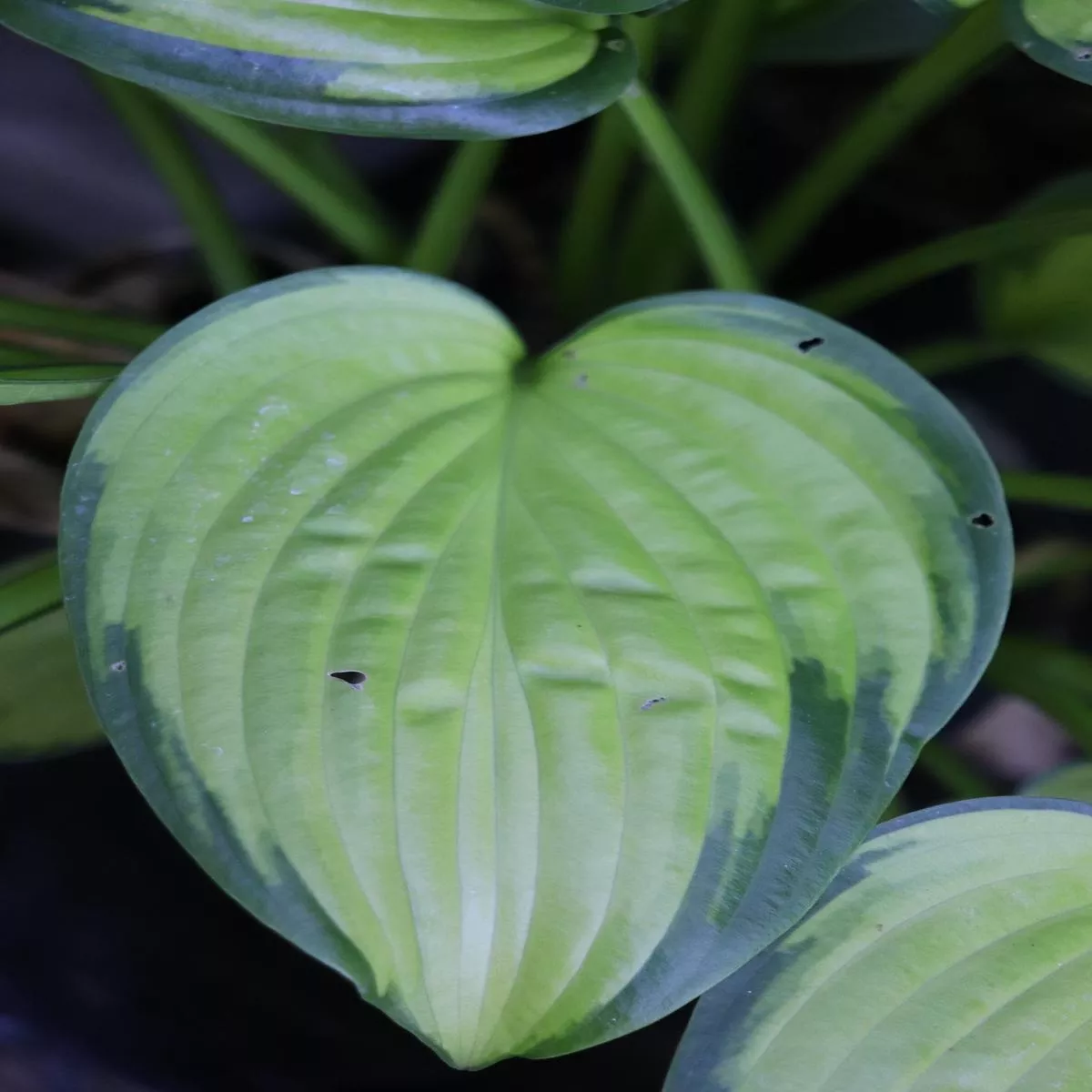 *RETAIL – Hosta’Rainforest Sunrise ’