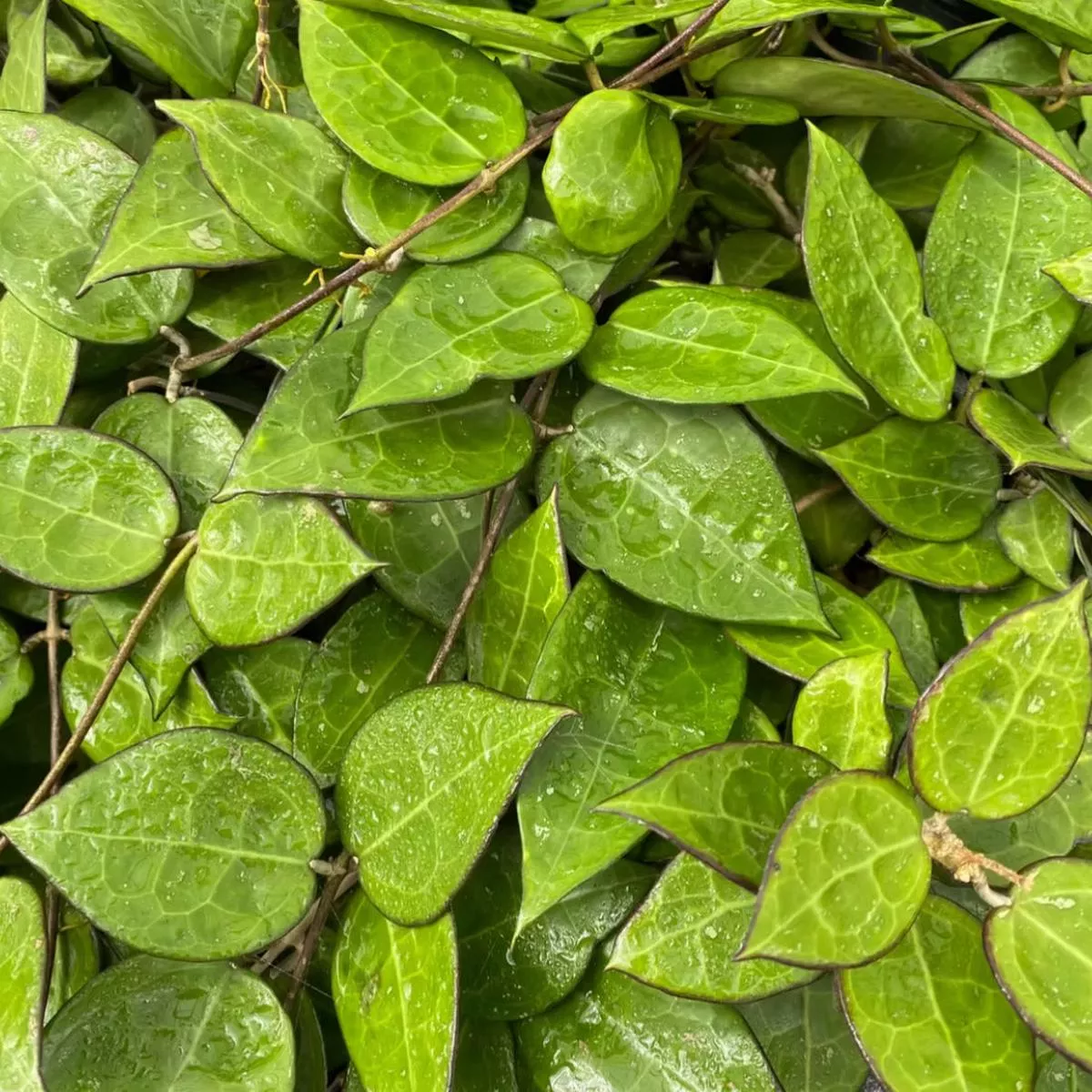 *RETAIL – Hoya parasitica