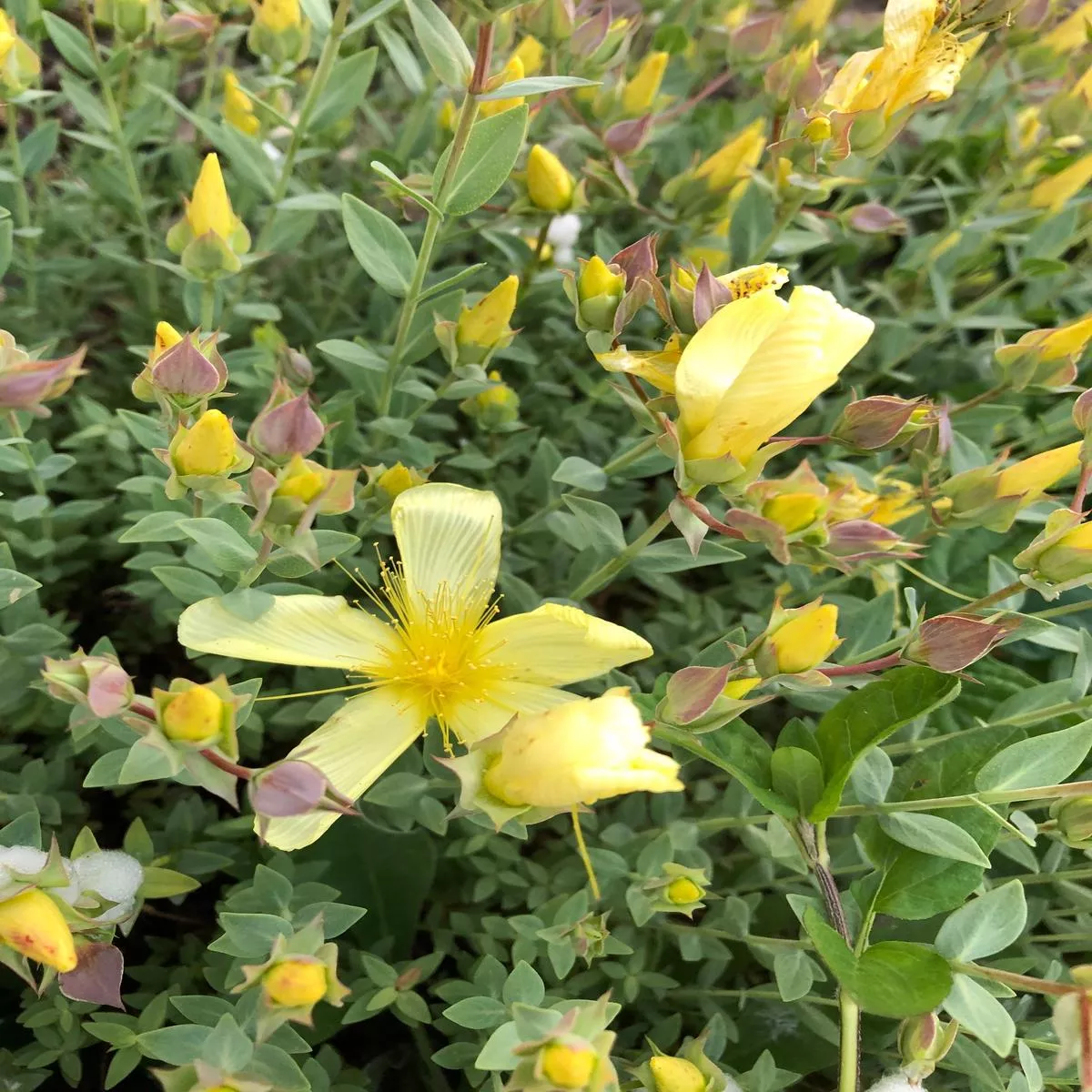 *RETAIL – Hypericum olympicum var. citrinum