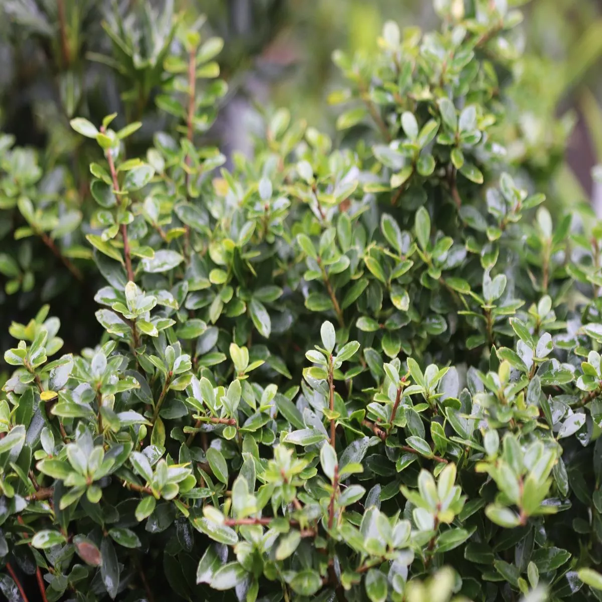 *RETAIL – Ilex crenata’Lemon Gem ’
