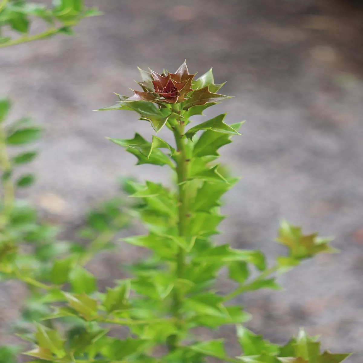 *RETAIL – Ilex dimorphophylla x cornuta