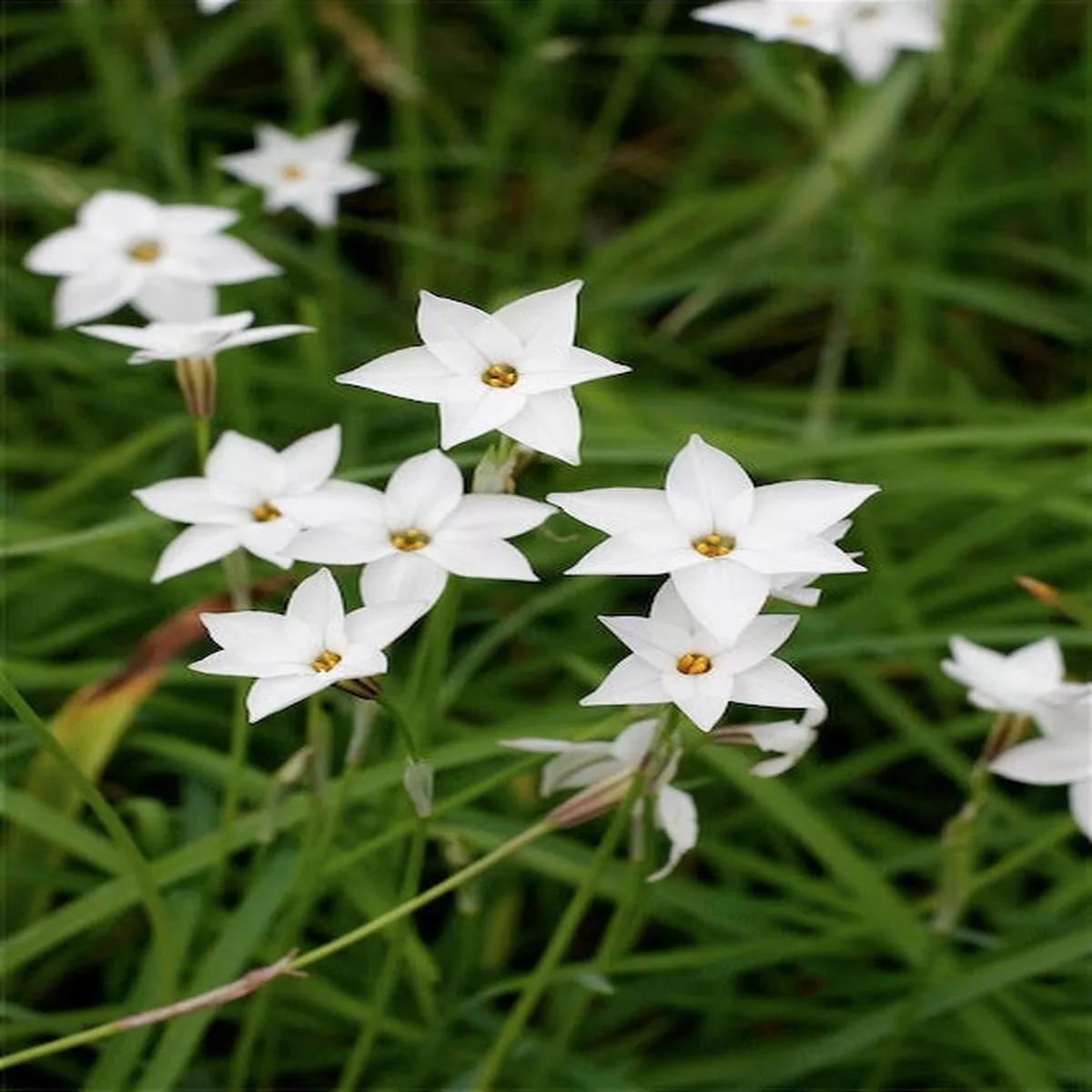 *RETAIL – Ipheion’Alberto Castillo ’