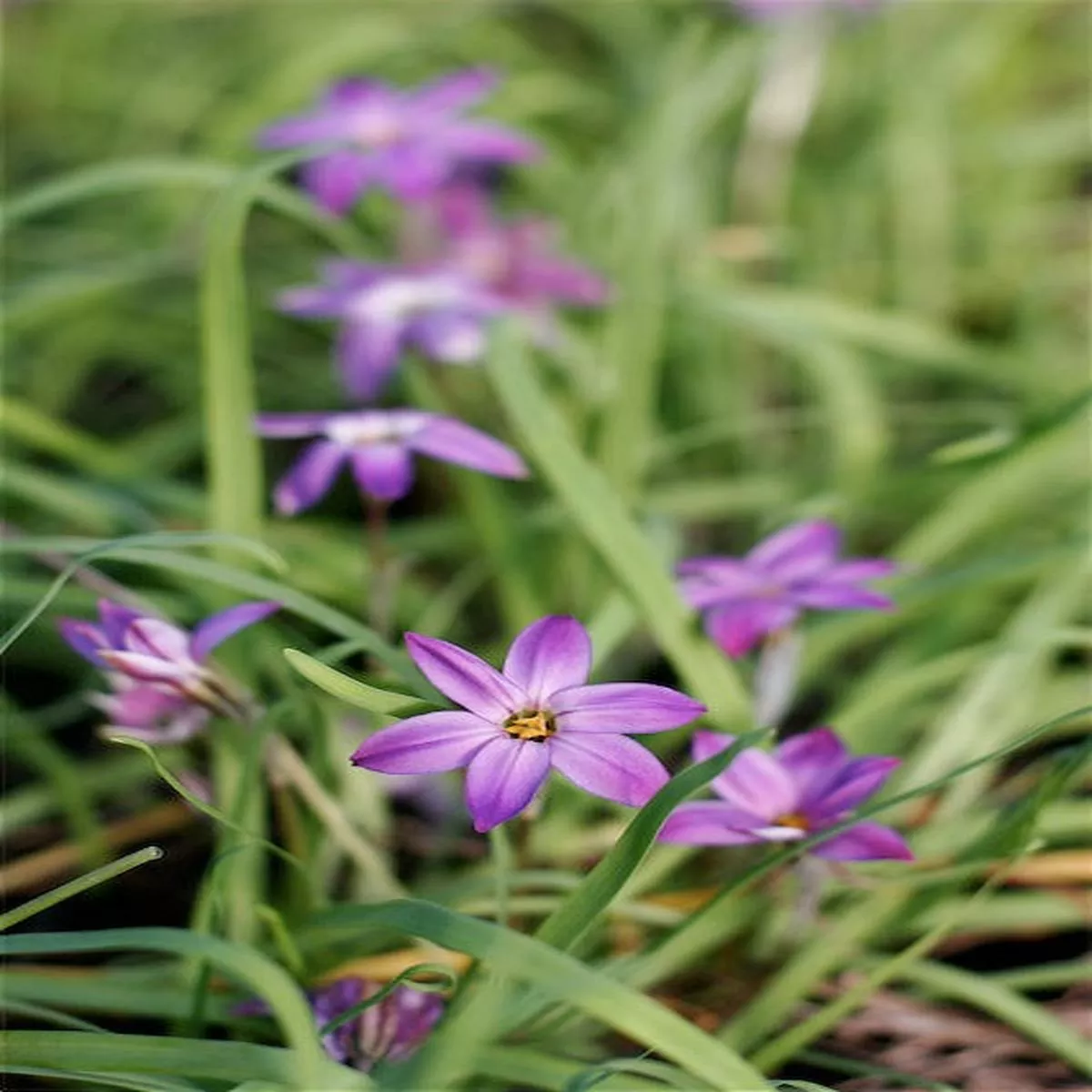 *RETAIL – Ipheion uniflorum’Froyle Mill ’