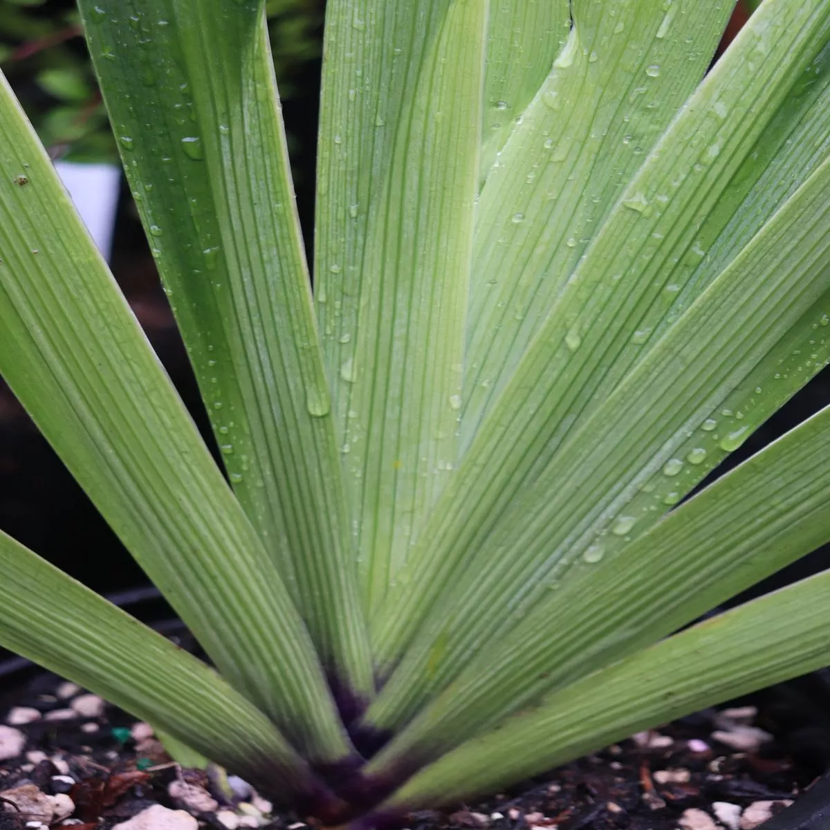 *RETAIL – Iris japonica’Eco Easter ’