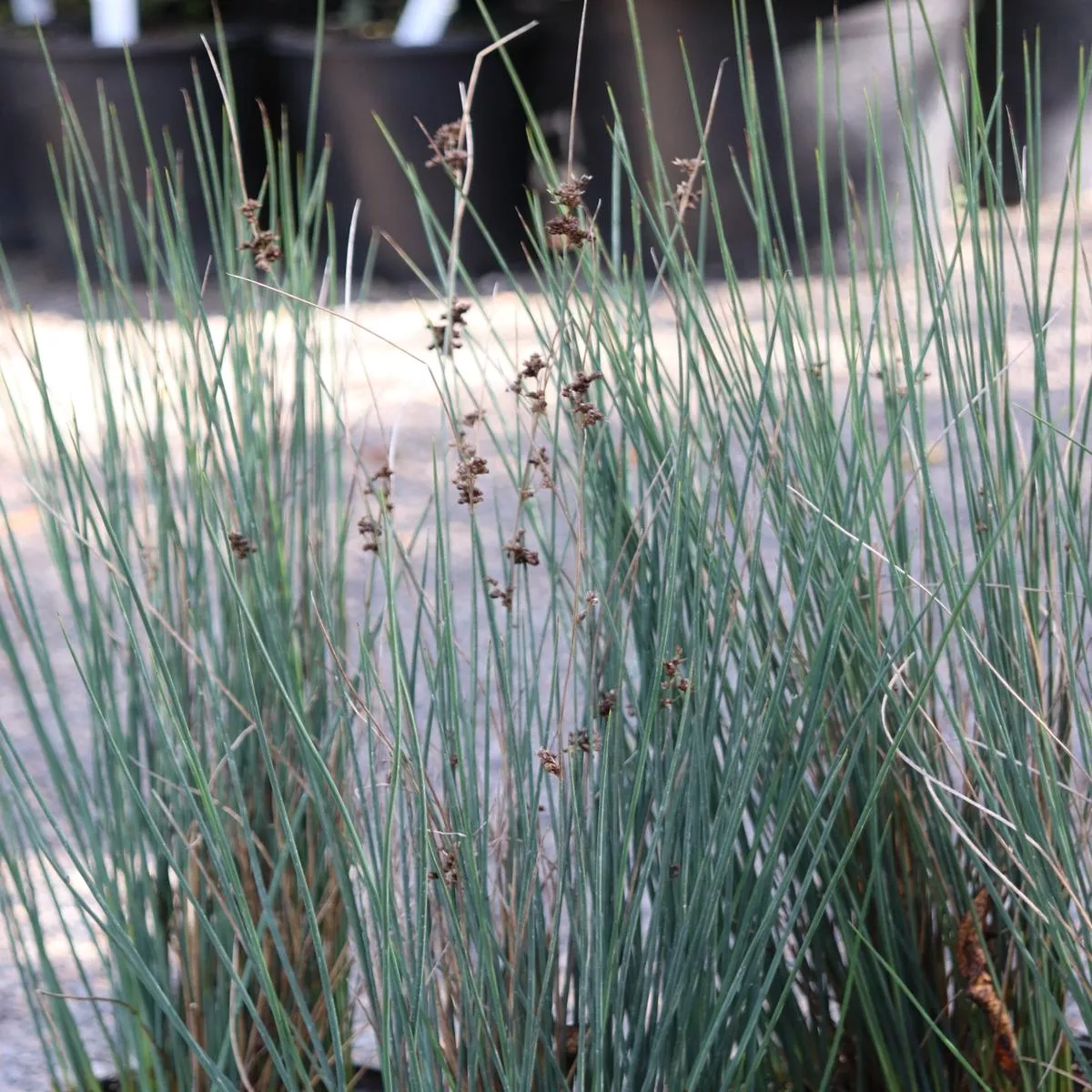 *RETAIL – Juncus patens