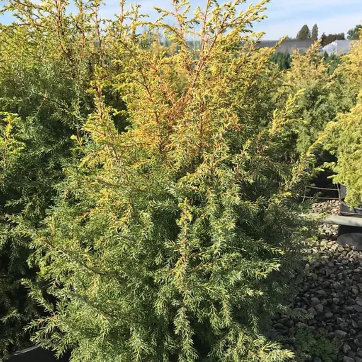 *RETAIL – Juniperus communis’Gold Cone ’
