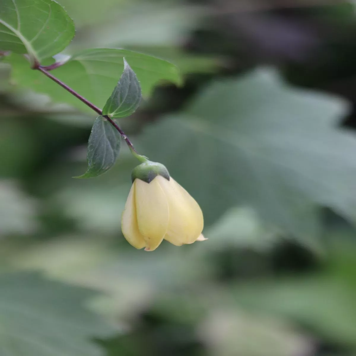 *RETAIL – Kirengeshoma palmata