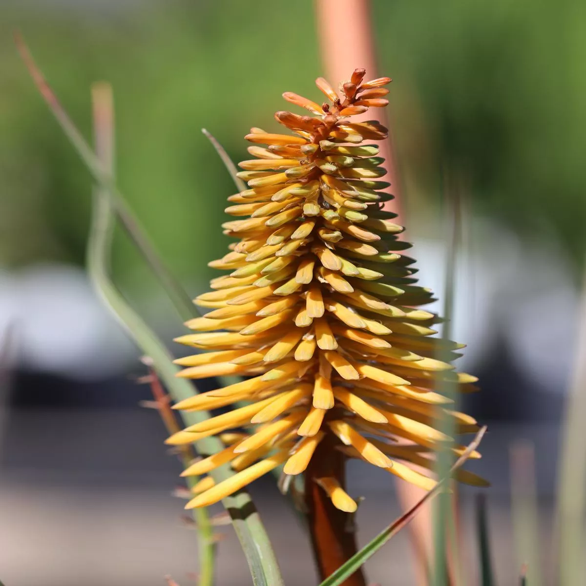 *RETAIL – Kniphofia’Shining Sceptre ’