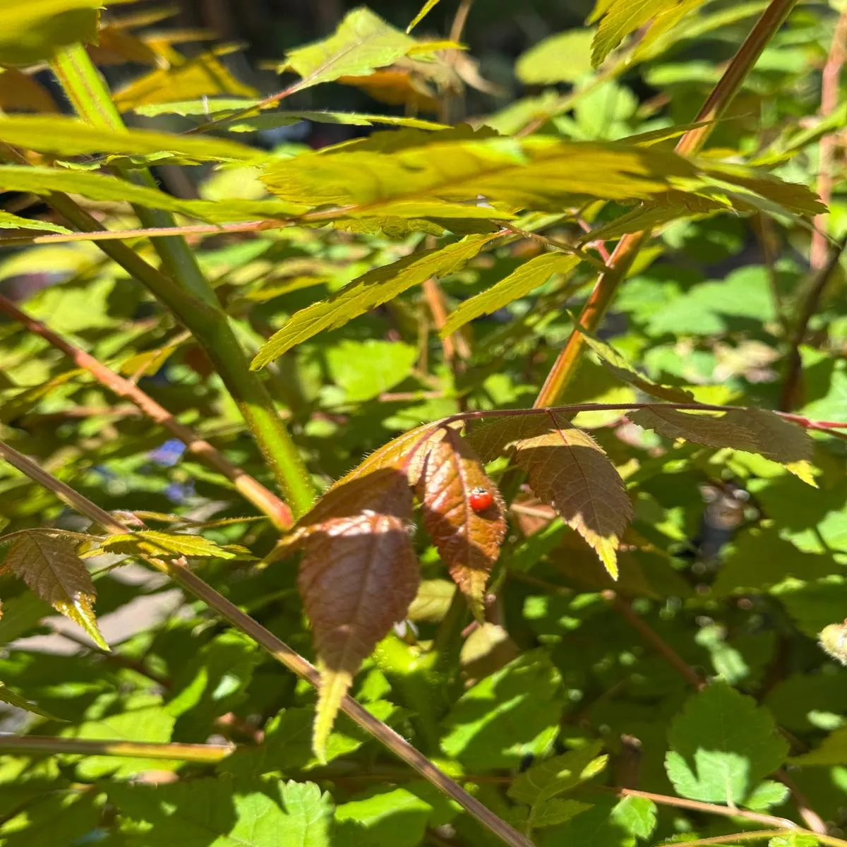 *RETAIL – Koelreuteria paniculata