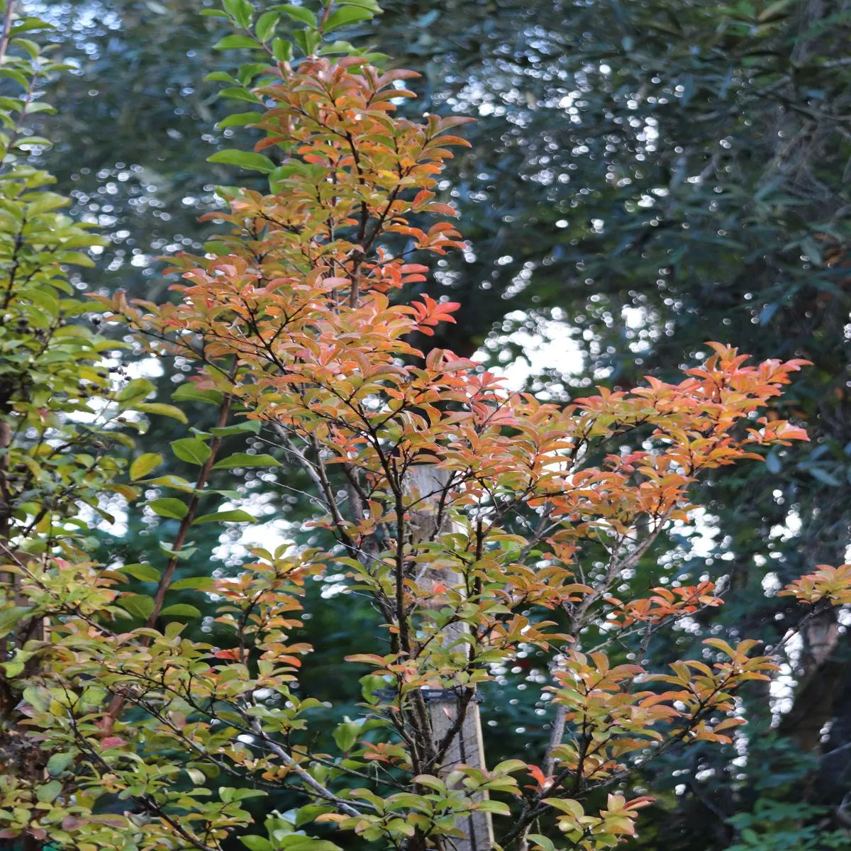 *RETAIL – Lagerstroemia’Tuscarora ’ – standard