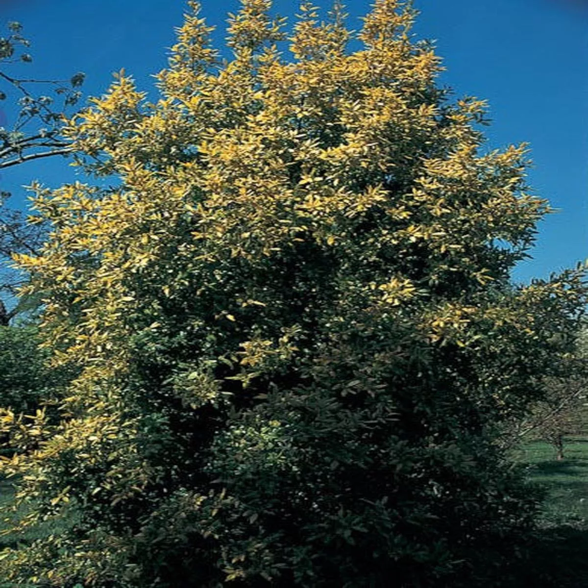 *RETAIL – Laurus nobilis’Aurea ’