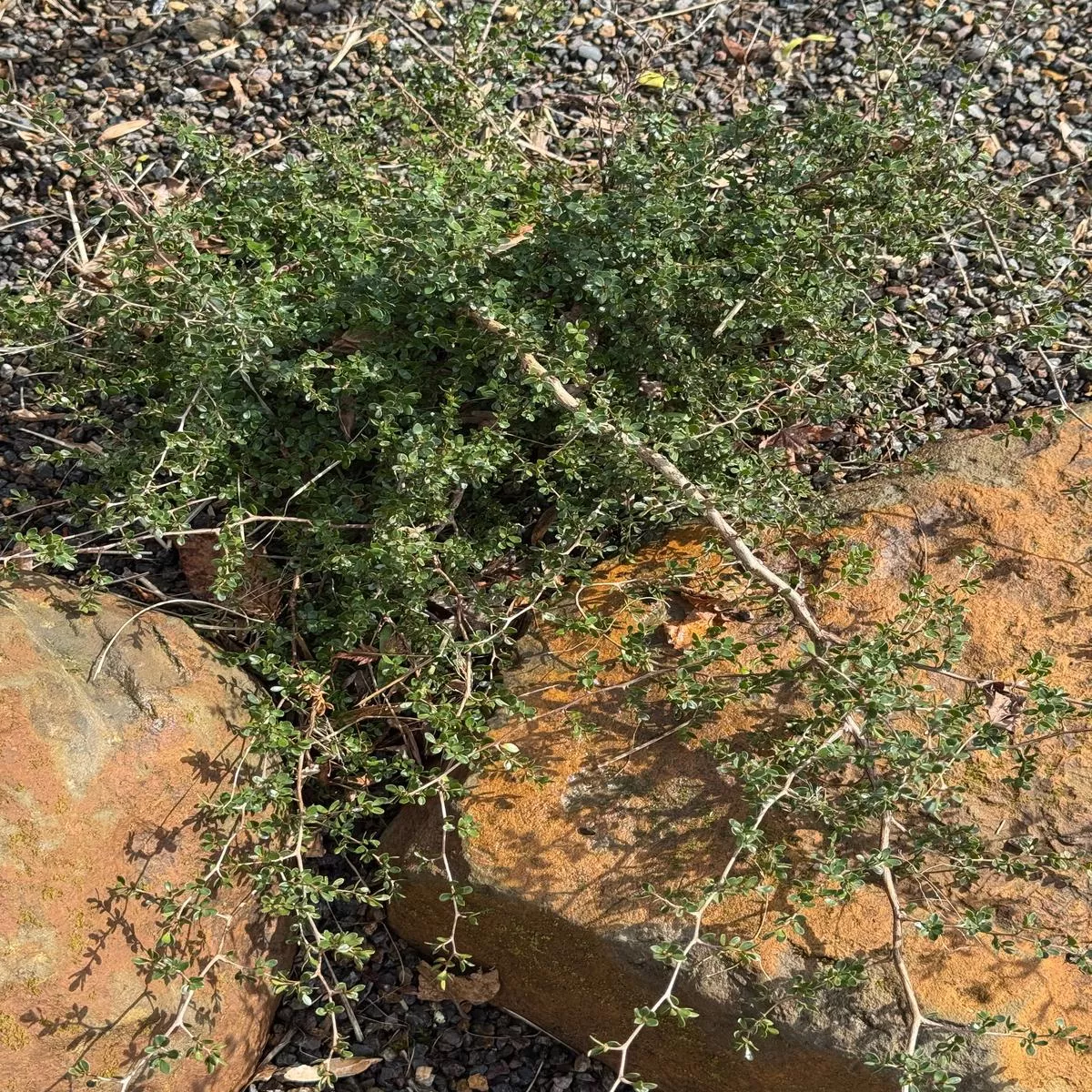 *RETAIL – Leptospermum humifusum’Squiggly ’