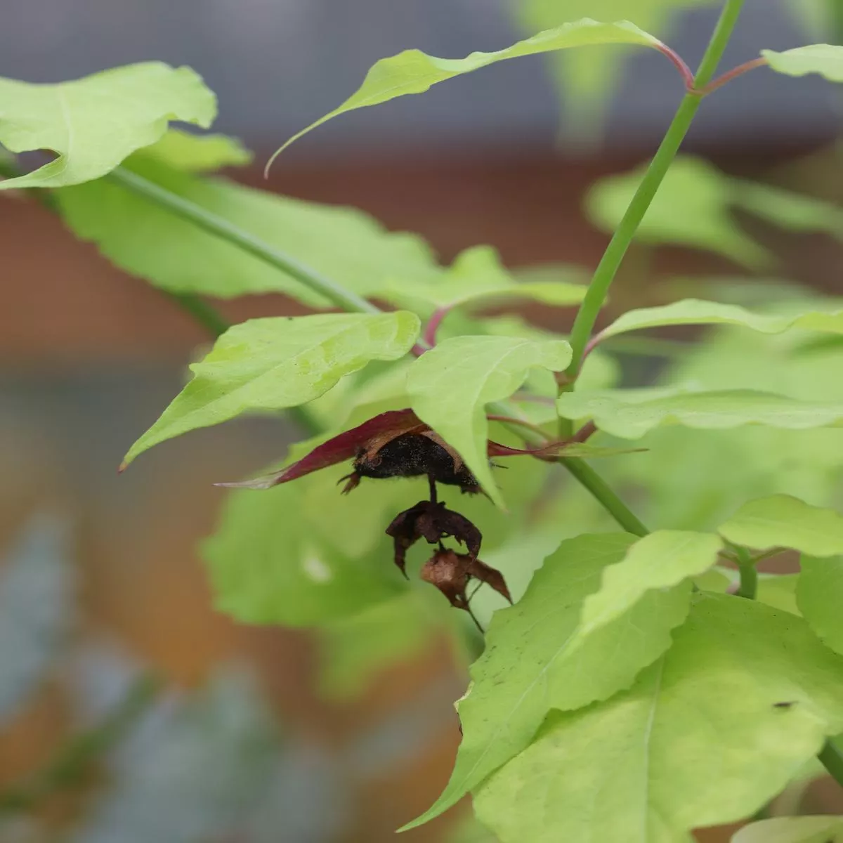 *RETAIL – Leycesteria formosa’Golden Lanterns ’