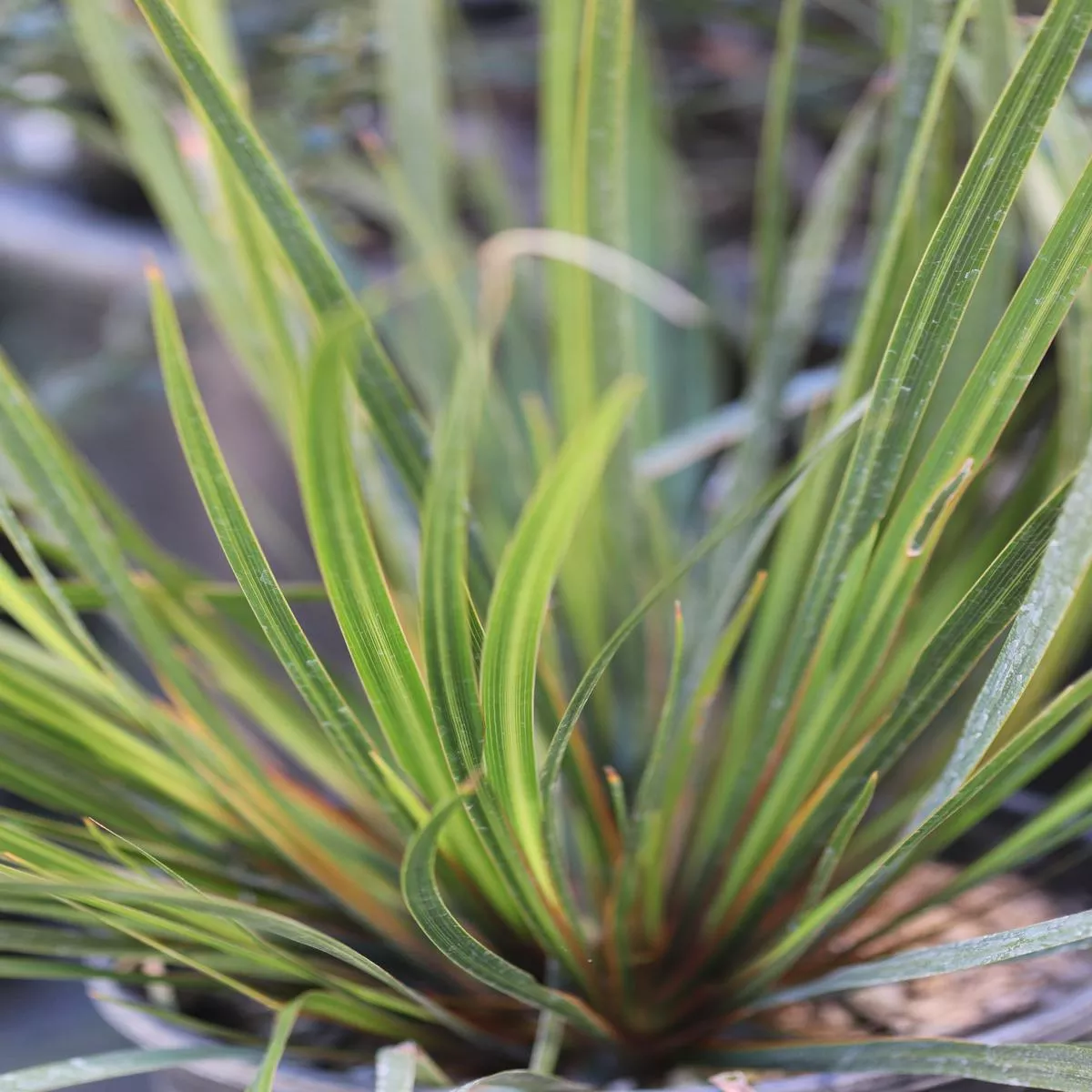 *RETAIL – Libertia grandiflora
