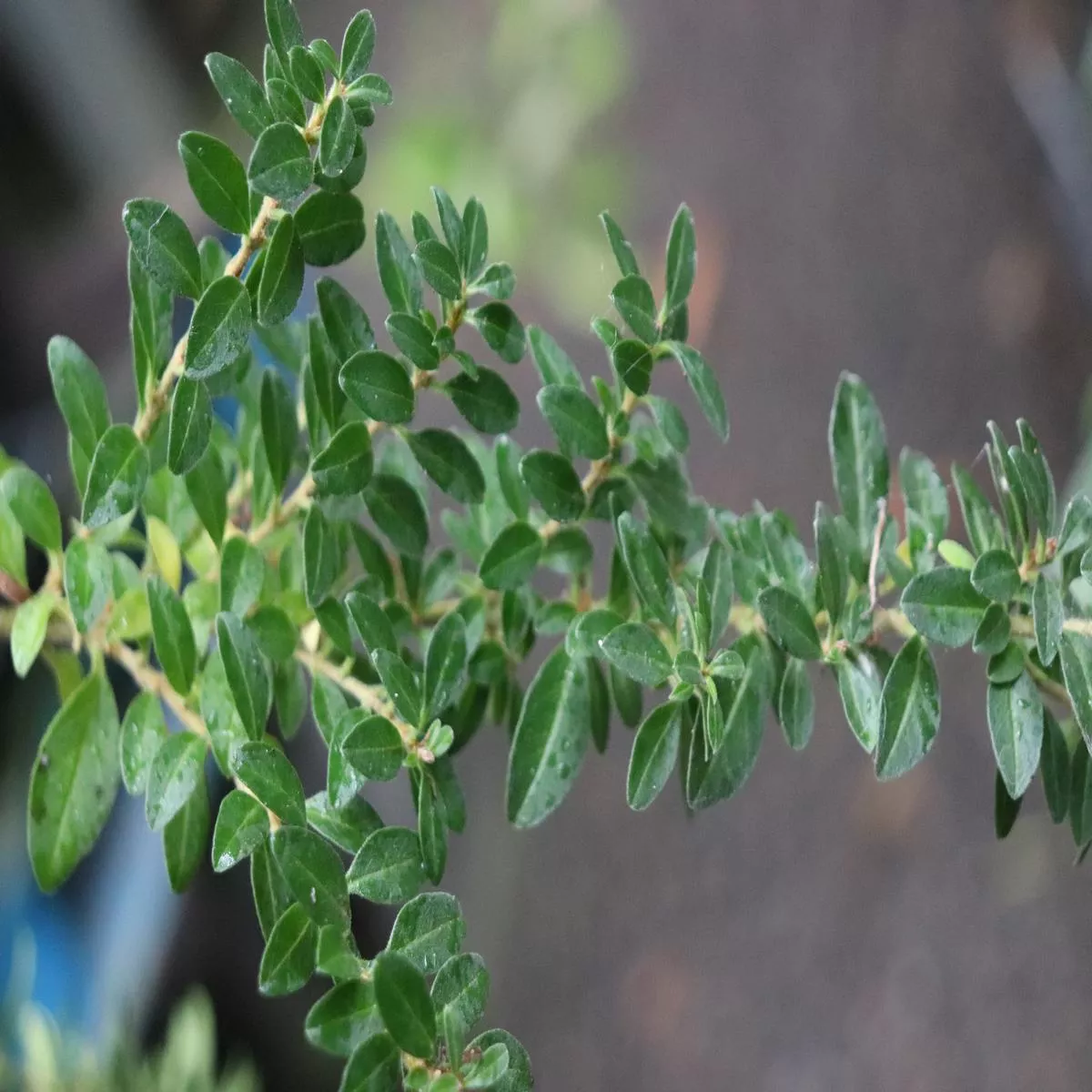 *RETAIL – Ligustrum sinense’Wimbei ’