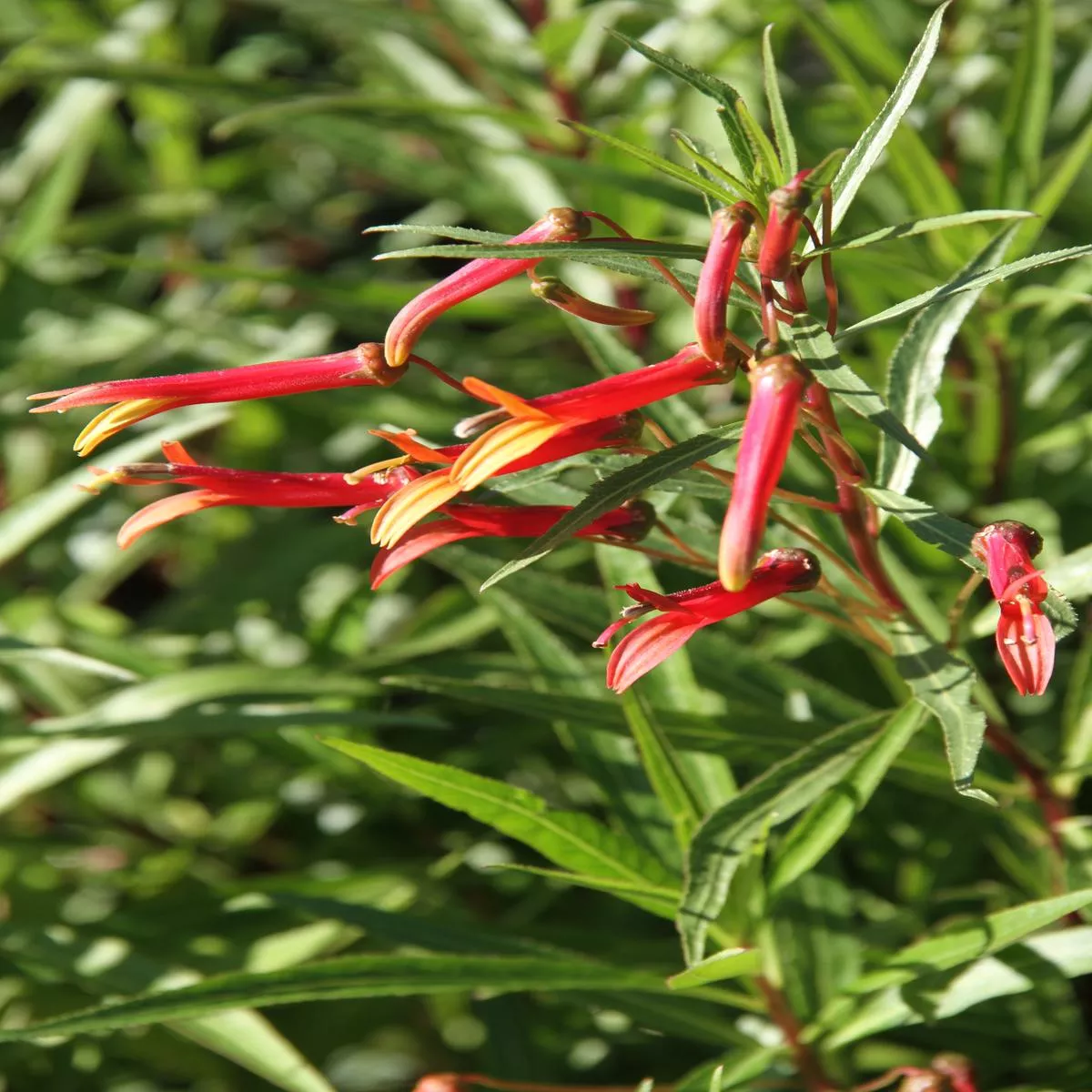 *RETAIL – Lobelia laxiflora