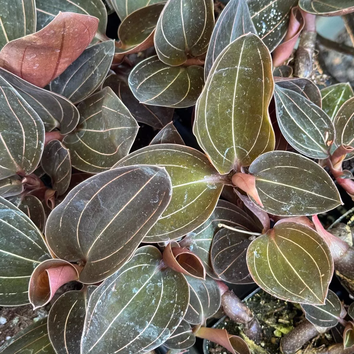 *RETAIL – Ludochilus x’Sea Turtle ’