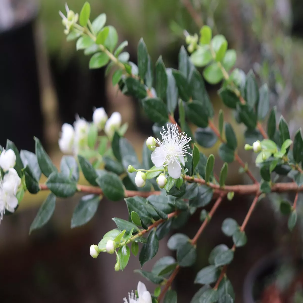 *RETAIL – Luma apiculata’Nahuel Huapi ’
